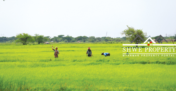 ရန်ကုန်နှင့် မန္တလေးမြို့တွင် လယ်ယာမြေများကို နေထိုင်ခွင့်လျှောက်ထားမှုများလာ